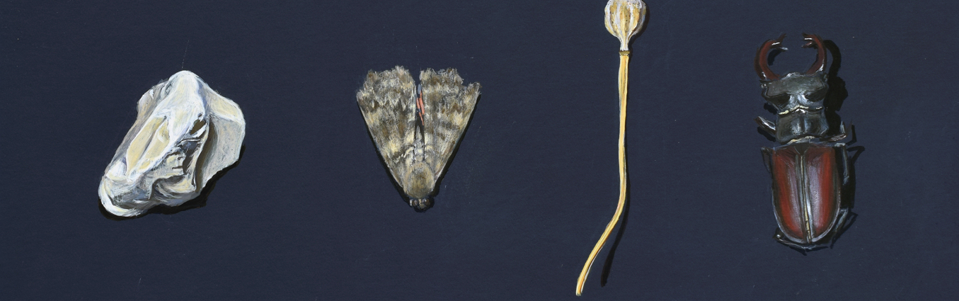 Jelonek rogacz, makówka, ćma i kamień, 2020, tempera jajowa na papierze, 21 x 29,5 cm, fot. artystki