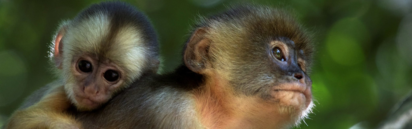 dwie małpki na drzewie
