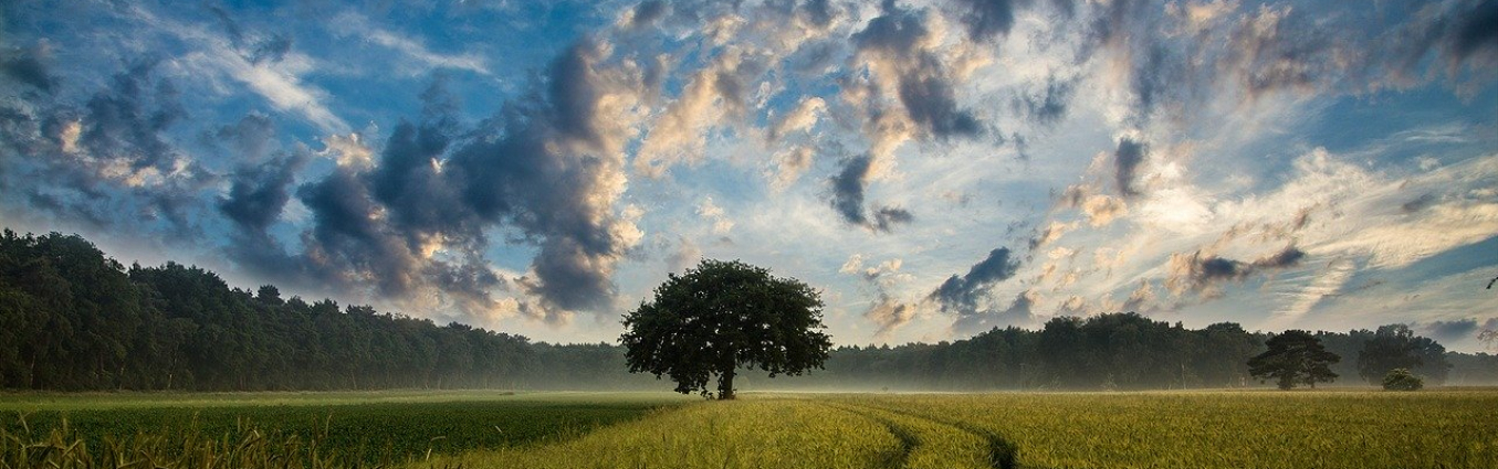 Pejzaż - drzewo na tle pokrytego chmurami nieba.
