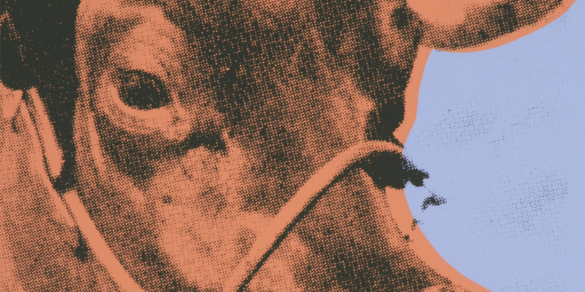 Pomarańczowo - czarne zdjęcie krowiej głowy umieszczone na fioletowym tle.