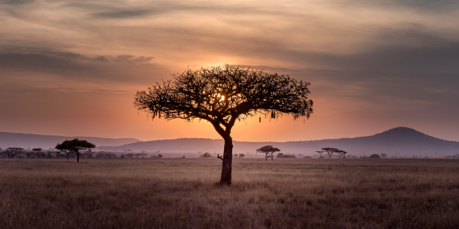 Afrykańskie drzewo na sawannie