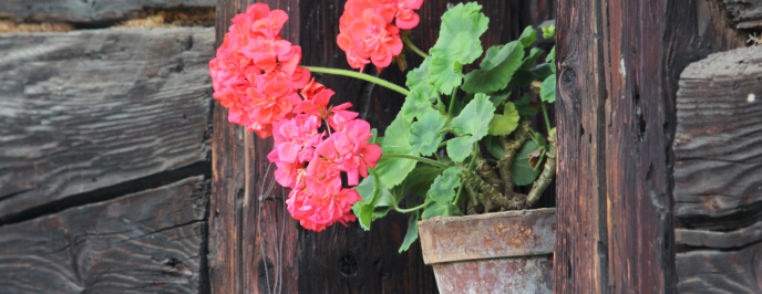 kwiatek w doniczce na parapecie starej chaty
